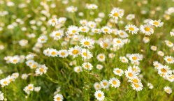 chamomile-flower-field-camomile-in-the-nature-field-of-camomiles-at-sunny-day-at-nature_609048-3485